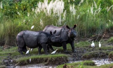 Bardia Jungle Safari